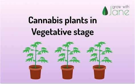 What happens in the vegetative stage of a Cannabis plant