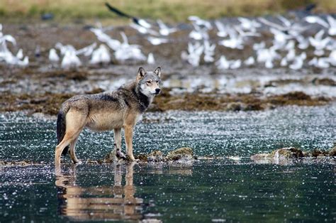 The amazing sea wolves of the Great Bear Rainforest | Canadian Geographic