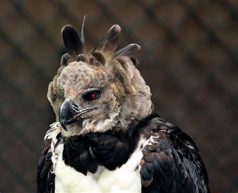 harpy eagle (photo by stefan_48) birds of a feather - eyes are amazing ...