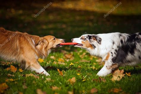 Deux chiens jouent ensemble avec un jouet — Photographie Ksuksann ...