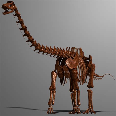 3d dino skeleton diplodocus bones