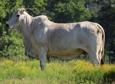 Brahman Cattle – Circle D Ranch