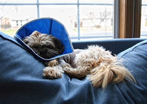 Shih Tzu Health Problems | discover the top 18 Shih Tzu health problems