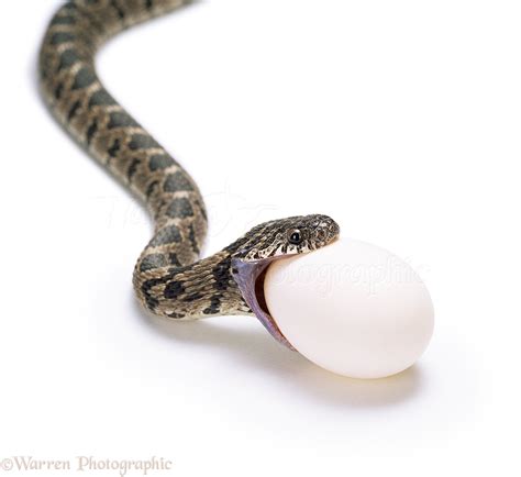 Egg-eating Snake about to swallow egg photo WP16186