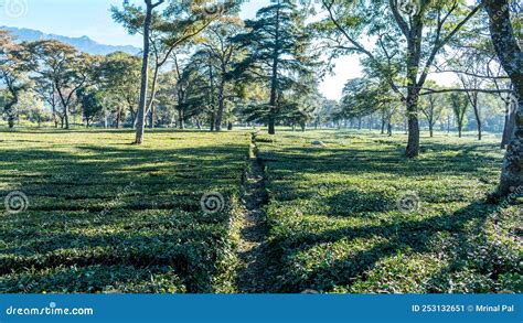 Palampur Tea Gardens, Kangra Tea Stock Image - Image of plantation ...