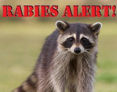 Rabies Advisory – Rabid Raccoon in Deptford Twp. – The Sentinel Of ...