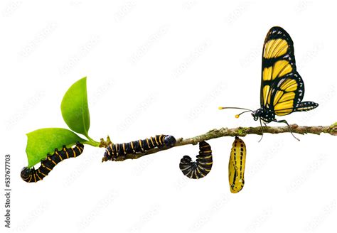 evolution metamorphosis caterpillar to butterfly on leaf isolated on transparent background ...