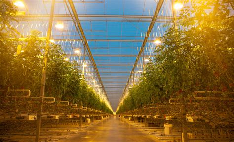 NatureFresh Farms opens 32-acre greenhouse in Canada | 2019-10-01 ...