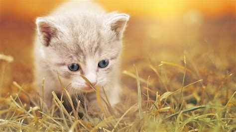 Cat Baby in Garden 4K Portrait | Wallpapers Share