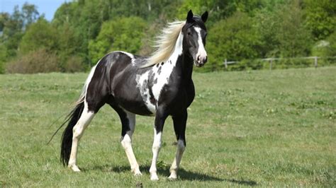 What is a Blue Roan Horse? Breeds, Names, Colors, & Pictures