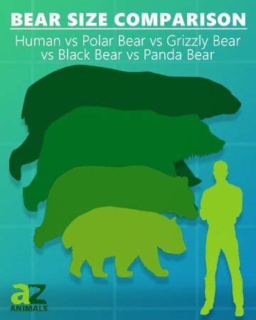 Polar Bear Vs Grizzly Bear Size Comparison