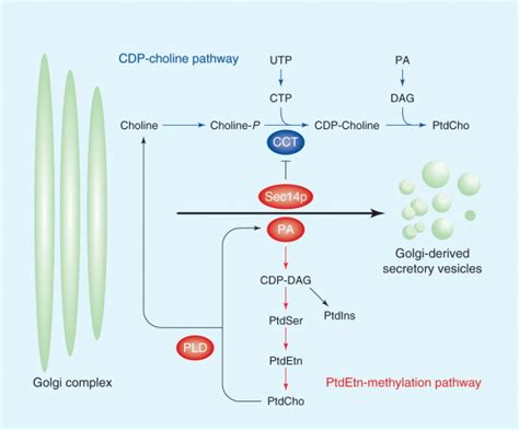 Interactions among pathways for phosphatidylcholine metabolism, CTP synthesis and secretion ...