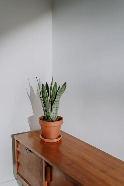 Azalea in a white pot · Free Stock Photo