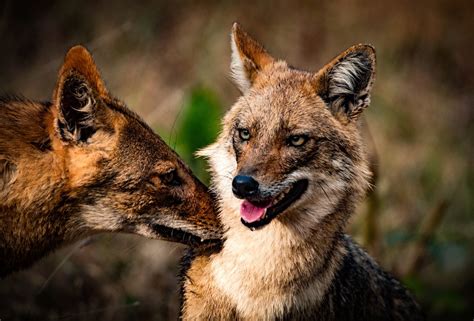 Why jackals thrive where humans dominate – Harvard Gazette