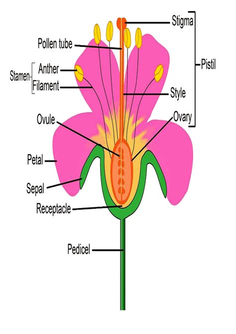 Gumamela Flower Drawing With Parts - Jami of All Trades