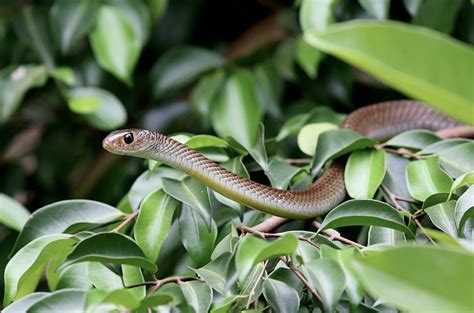 Do Rabbits Eat Snakes? (A Surprising Look at Rabbit Diets)