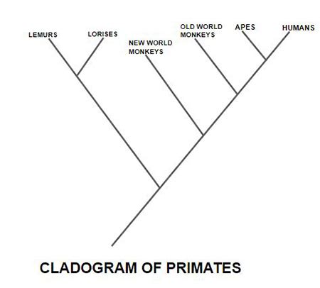 Cladogram | Definition, Parts & Examples - Lesson | Study.com