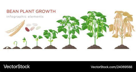 Bean plant growth stages infographic elements Vector Image