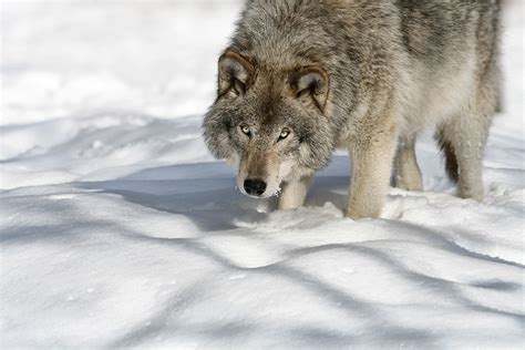 Loup gris dans la neige