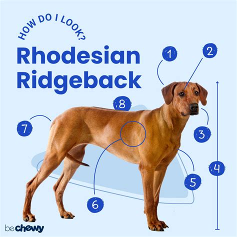 Rhodesian Ridgeback Dog Breed Info, Size, Price, Height Petlur | atelier-yuwa.ciao.jp