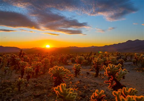 Sunrise in Joshua Tree National Park | Rivetville