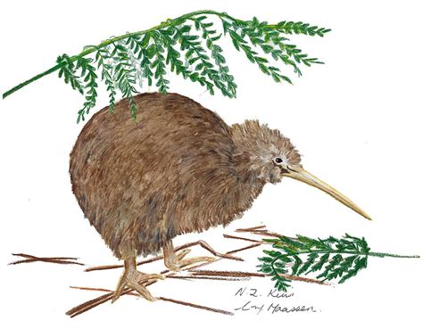 Nz Native Kiwi Bird Drawing by Christina Maassen