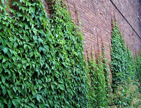 The wall of leafy vines | Valerie Everett | Flickr