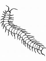 Millipede Coloring Pages sketch template