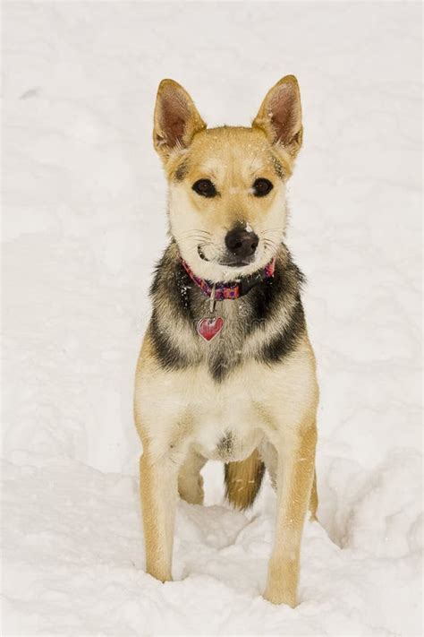 Dog Playing in Snow stock image. Image of doggie, snow - 12892315