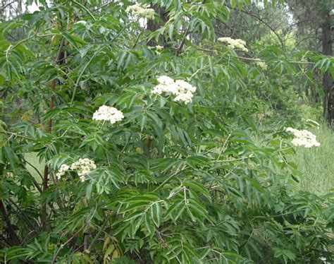 PLANT NOTES: Blue Elderberry | Shoshone News-Press