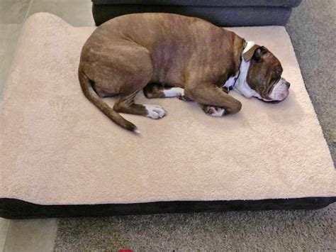 The 9 Best Orthopedic Dog Beds of 2024, Tested and Reviewed