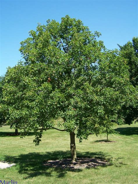 Ohio Buckeye - Aesculus glabra