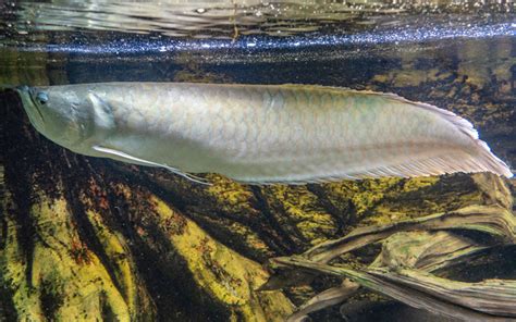 8 Arowana Types - Rare & Expensive Varieties - AquariumNexus