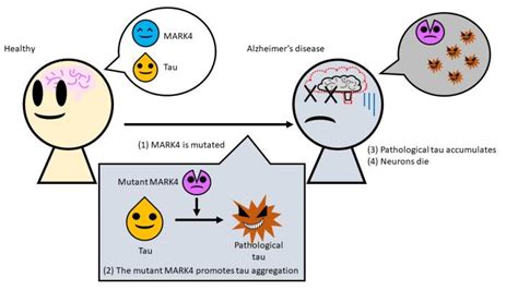 Cause of Alzheimer's disease traced to mutati | EurekAlert!