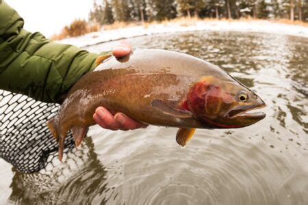 Cutbow vs. Rainbow vs. Cutthroat Trout: What’s the Difference?