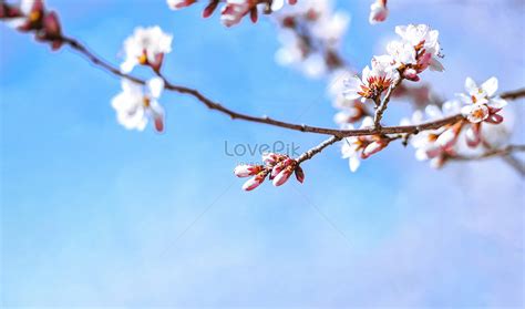 Peach Blossom Close Up Picture And HD Photos | Free Download On Lovepik