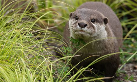 Asian small-clawed otter | Smithsonian's National Zoo and Conservation ...