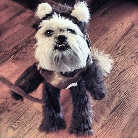 Ewok | Pet halloween costumes, Ewok dog costume, Dog halloween costumes