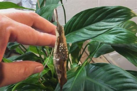 Peace Lily Pruning: When + How to Cut Back | Gardenine