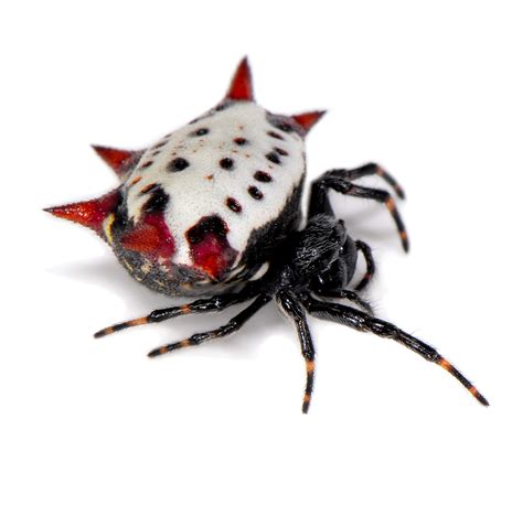 Real Monstrosities: Spiny Orb-weaver Party!