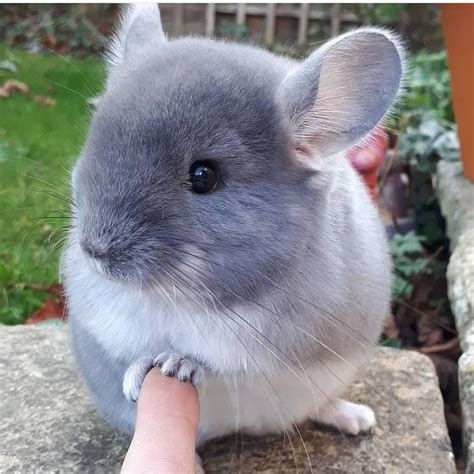 Animals on Instagram: “Teny hand(@camerons_chinchillas )” | Chinchilla ...