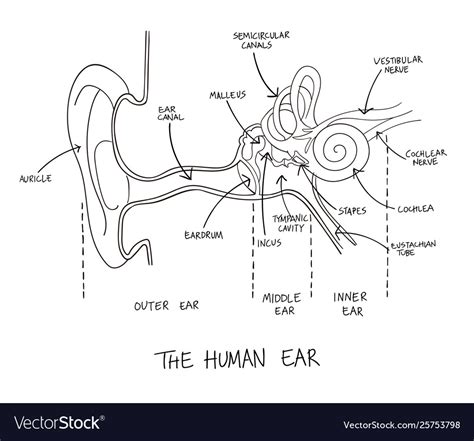 Blank Ear Diagram School Ear Anatomy Ear Diagram