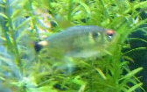 Photo #2 - Glowlight Tetra - 3 Yellow Labs (labidochromis Ca...