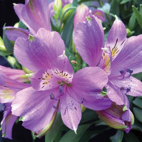 Flower Homes: Alstroemeria Flowers