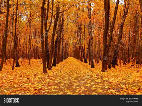 Autumn Forest Deep Image & Photo (Free Trial) | Bigstock