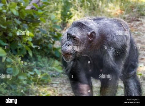 Animal image of an anthropoid ape of a chimpanzee Stock Photo - Alamy