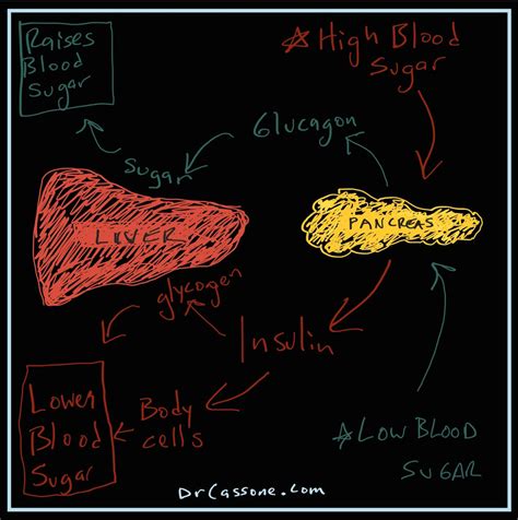 Insulin and Glucagon | Cassone Wellness