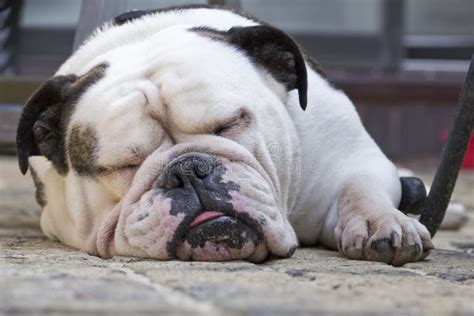 Sleeping bulldog stock image. Image of canine, face, dozing - 91235283