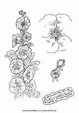 Hollyhocks coloring Page  Flower Drawing colouring Pages sketch template