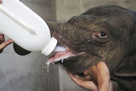 Baby Elephant Cries Uncontrollably After His Mother Rejects Him | Bored ...